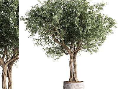 Garden Potted Olive Tree With Twisted Trunk And Lush Green Foliage 3d model