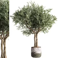 Garden Potted Olive Tree With Twisted Trunk And Lush Green Foliage