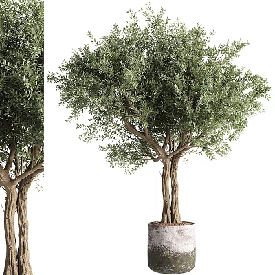 Garden Potted Olive Tree With Twisted Trunk And Lush Green Foliage 3d model