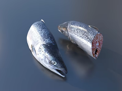 Fresh Raw Salmon Fillets One Whole And One Cut With Glossy Surface 3d model