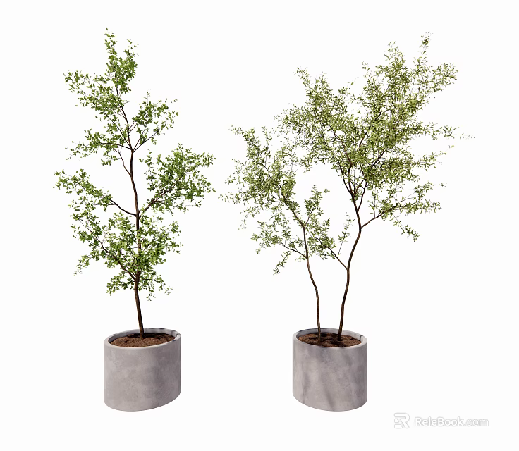 Bonsai Plants with Green Leaves and Dark Trunks in Gray Cylindrical Cement Pots 3d model 