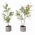 Bonsai Plants with Green Leaves and Dark Trunks in Gray Cylindrical Cement Pots