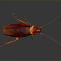 Red Cockroach with Long Antennae Shiny Exoskeleton and Detailed Closeup on Dark Background