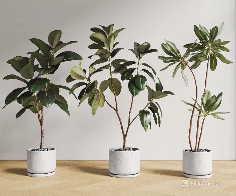 Three Lush Green Potted Plants In White Pots On Wooden Floor With Wall Background 3d model 
