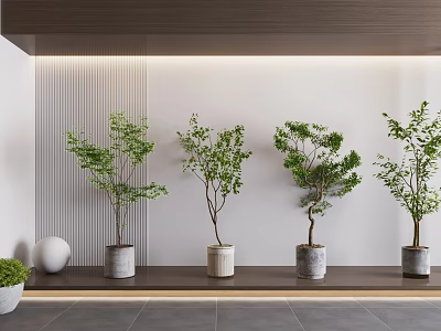 Bonsai Potted Trees Arranged on Wooden Shelf with White Vertical Striped Wall and Gray Tiled Floor 3d model