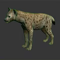 Lifelike Spotted Hyena 3D Model Standing On Black Background With Detailed Features