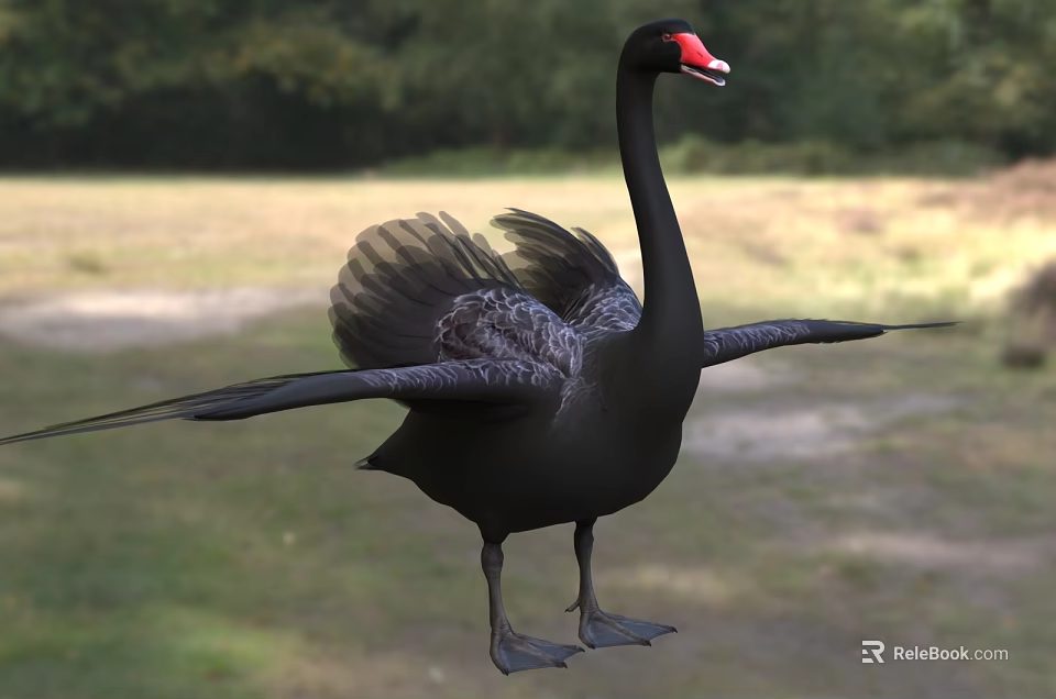 Black Swan with Red Beak Spreading Wings in Natural Grassland Area 3d model 