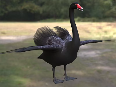 Black Swan with Red Beak Spreading Wings in Natural Grassland Area 3d model