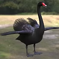 Black Swan with Red Beak Spreading Wings in Natural Grassland Area