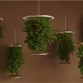 Multiple Green Hanging Bonsai Plants With Metal Ring Bases On Brown Wall Background