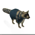 Raccoon with Striped Tail and Blue Tan Fur Standing on White Background
