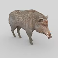 Wild Boar With Rough Fur And Prominent Tusks Standing On White Background