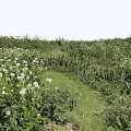 Vibrant White Flowers and Green Plants Growing in Lush Grassland With Small Pathway