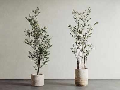 Two Potted Bonsai Plants In White Textured Pots On Gray Surface With Light Wall Background 3d model