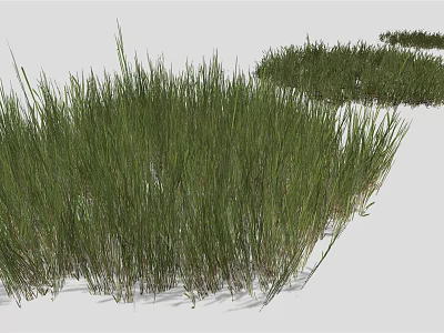 Vibrant Green Grass Clumps In Varied Heights For Garden Landscape Design 3d model