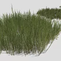 Vibrant Green Grass Clumps In Varied Heights For Garden Landscape Design