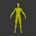 Detailed Human Muscles 3D Model Anatomical Structure Realistic Rendering View 3d model