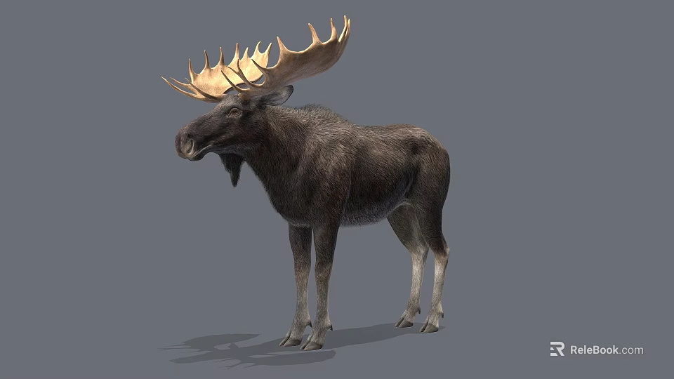 Detailed Realistic Moose With Large Antlers Standing On Gray Background 3d model 