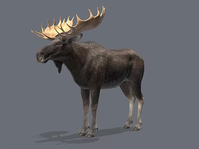 Detailed Realistic Moose With Large Antlers Standing On Gray Background 3d model
