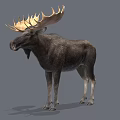 Detailed Realistic Moose With Large Antlers Standing On Gray Background