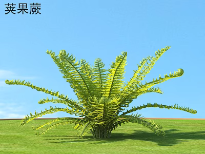 Blechnum Fern With Lush Green Fronds Growing In Green Grass Under Blue Sky 3d model