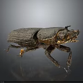 Dark Brown Shiny Beetle With Horned Head And Detailed Legs On Gradient Background With Reflection