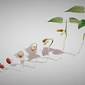 Bean Seed Germination Process Showing Growth Stages With Roots And Leaves