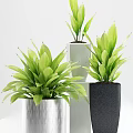 Stylish Indoor Bonsai Potted Plants With Green Leaves And Different Colored Pots