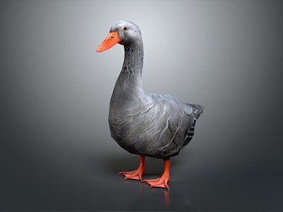 Modern ducks, wild ducks, domesticated animals, farming and animal husbandry 3d model