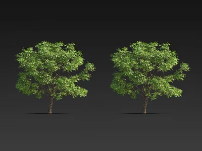 Two Lush Arbor Trees With Vibrant Green Foliage And Sturdy Brown Trunks 3d model