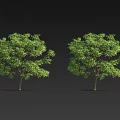Two Lush Arbor Trees With Vibrant Green Foliage And Sturdy Brown Trunks