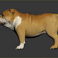 Adorable Brown And White Bulldog Standing On Shiny Black Floor Background