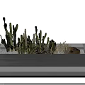 Cactus Bonsai Potted Plants Of Various Heights With Rocks And Dry Grass On Gray Platform