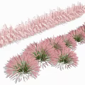 Soft Pink Feathery Flowering Plants With Clustered Tufted Blooms And Green Foliage