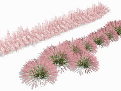 Soft Pink Feathery Flowering Plants With Clustered Tufted Blooms And Green Foliage 3d model