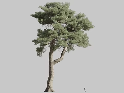 Tall Evergreen Tree Featuring Curved Trunk Dense Branches And Lush Green Foliage 3d model