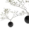 Bonsai Plants In Black Spherical Pots With Slender Branches And Small Leaves
