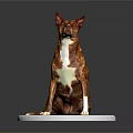 Detailed Brown and White Dog Sitting on White Base Against Gray Background