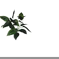 Fresh Green Plant With Lush Shiny Leaves For Indoor Home Decor