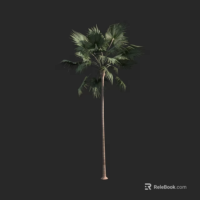 Tropical Palm Tree With Tall Slender Trunk And Lush Green Fronds 3d model 