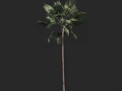 Tropical Palm Tree With Tall Slender Trunk And Lush Green Fronds 3d model
