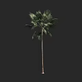 Tropical Palm Tree With Tall Slender Trunk And Lush Green Fronds 3d model