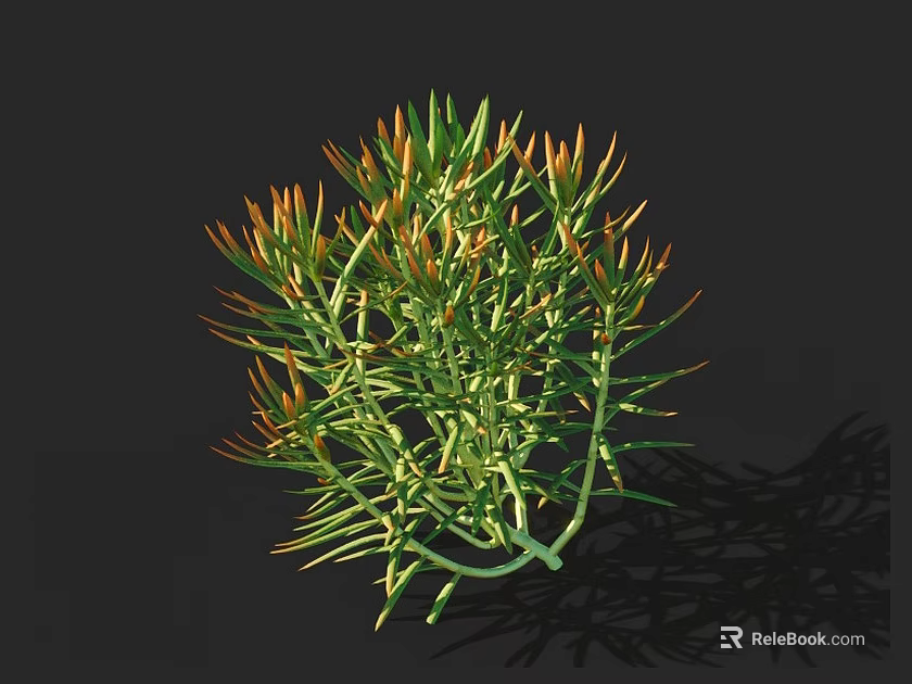 Green and Orange Succulent Plant with Slender Clustered Leaves Casting Dark Background Shadow 3d model 