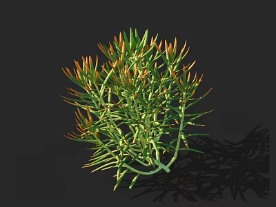 Green and Orange Succulent Plant with Slender Clustered Leaves Casting Dark Background Shadow 3d model