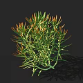 Green and Orange Succulent Plant with Slender Clustered Leaves Casting Dark Background Shadow