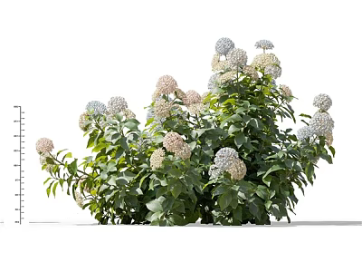 Beautiful Hydrangea Bushes With White And Blue Blooms And Lush Green Leaves 3d model