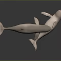 Two White Dolphins Swimming Gracefully in Gray Background with Smooth Movements 3d model