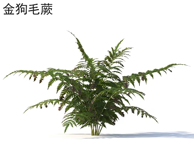 Golden Dog's Hair Fern With Attractive Lush Green Fronds As Decorative Garden Plant 3d model
