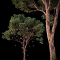Lush Green Leafy Arbor With Thick Rough Trunk And Vibrant Foliage Against Black Background