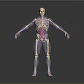 Detailed 3D Human Anatomy Model With Visible Internal Organs And Skeletal Structure